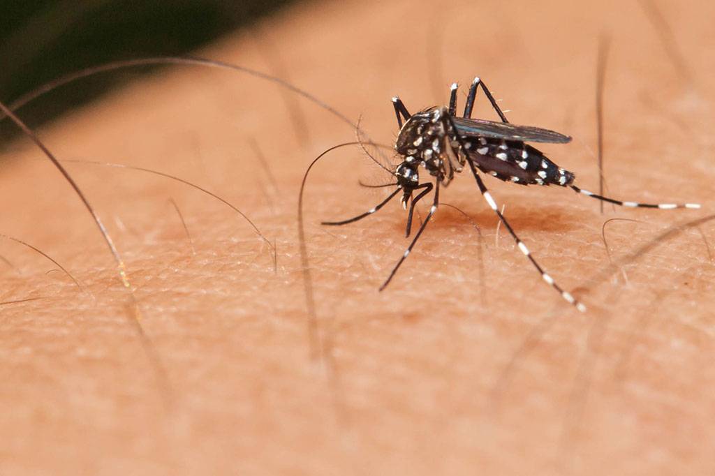 municípios de ms já registraram mais de 30 mil casos de dengue
